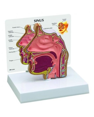 3B Scientific, sezione trasversale di un seno 1019537 3B Scientific, sezione trasversale di un seno 1019537