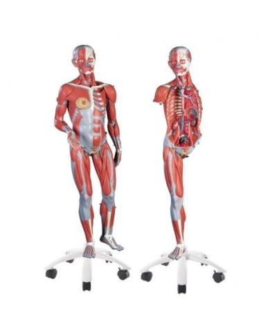 3B scientific, Modello di figura umana con muscoli, bisessuata, in 45 parti B50 3B scientific, Modello di figura umana con muscoli, bisessuata, in 45 parti B50