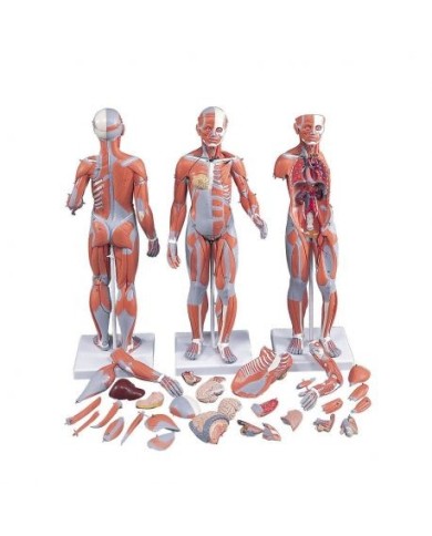 3B scientific, Modello di figura umana con muscoli, bisessuata, in 33 parti B55 3B scientific, Modello di figura umana con muscoli, bisessuata, in 33 parti B55