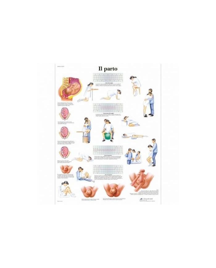 3B Scientific, tavola anatomica, Il Parto (cod, VR4555L)