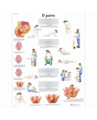 3B Scientific, tavola anatomica, Il Parto (cod, VR4555L)