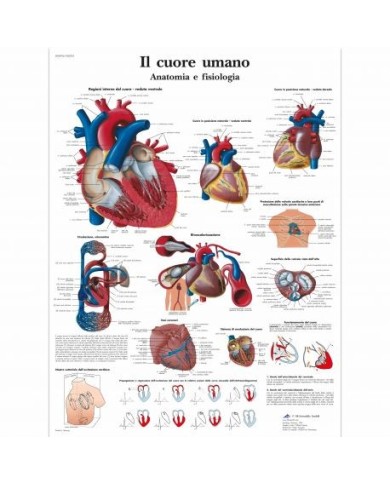 3B Scientific, tavola anatomica, Il Cuore Umano  (cod, VR4334L) 3B Scientific, tavola anatomica, Il Cuore Umano  (cod, VR4334L)