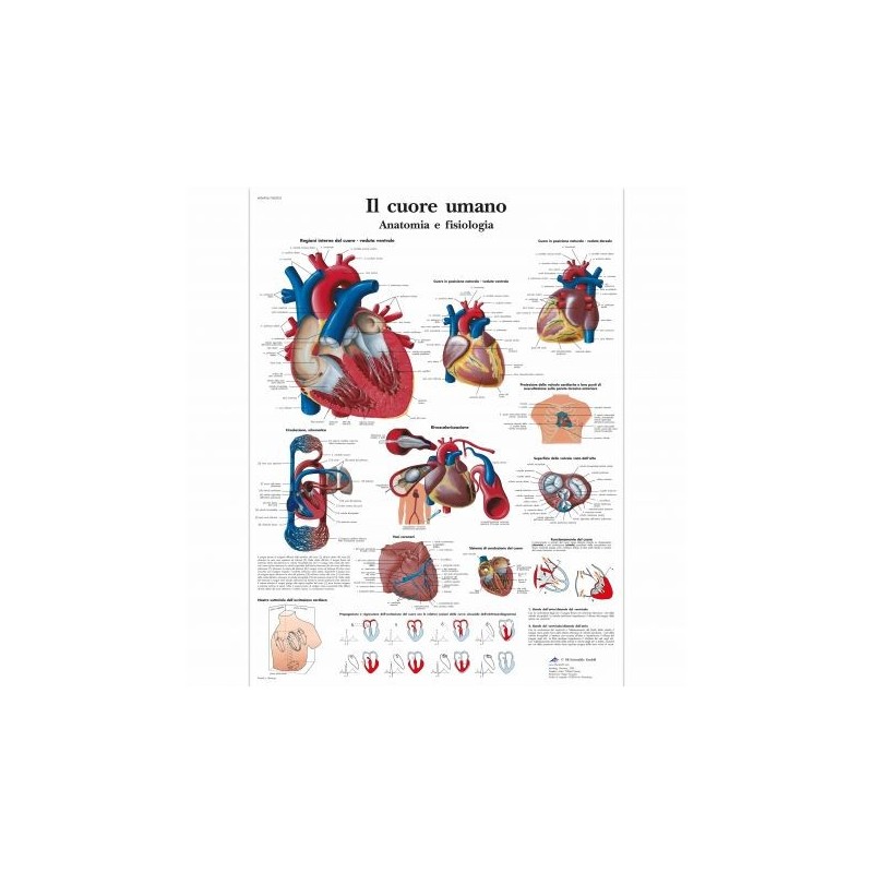 3B Scientific, tavola anatomica, Il Cuore Umano  (cod, VR4334UU)