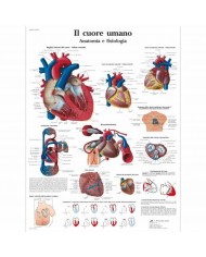 3B Scientific, tavola anatomica, Il Cuore Umano  (cod, VR4334UU)
