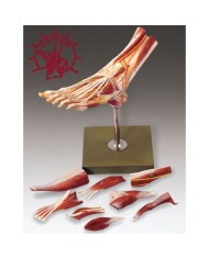 Muscoli del piede - Scomponibile in 9 parti. Modello anatomico SOMSO NS9