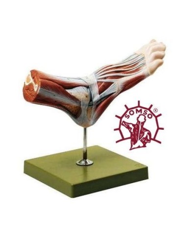 Muscolatura supercifiale di un piede normale - Su cavalletto. Modello anatomico SOMSO NS7 Muscolatura supercifiale di un piede normale - Su cavalletto. Modello anatomico SOMSO NS7