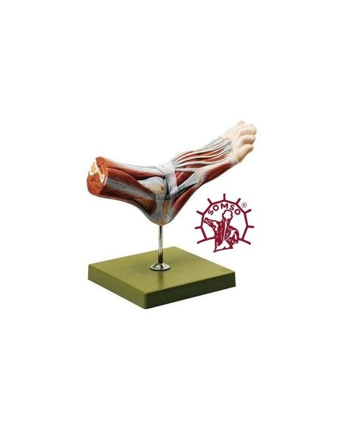 Muscolatura supercifiale di un piede normale - Su cavalletto. Modello anatomico SOMSO NS7