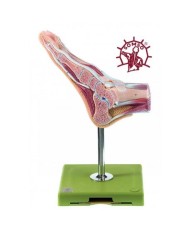 Sezione sagittale di un piede normale - Su cavalletto. Modello anatomico SOMSO NS8