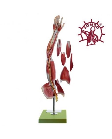 Braccio e spalla con muscolatura - Scomponibile in 6 parti. Modello anatomico SOMSO NS15 Braccio e spalla con muscolatura - Scomponibile in 6 parti. Modello anatomico SOMSO NS15