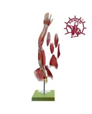 Braccio e spalla con muscolatura - Scomponibile in 6 parti. Modello anatomico SOMSO NS15