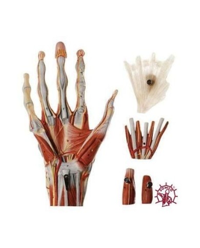 Muscoli della mano con tronco dell'avambraccio - Scomponibile in 5 parti. Modello anatomico SOMSO NS13 Muscoli della mano con tronco dell'avambraccio - Scomponibile in 5 parti. Modello anatomico SOMSO NS13