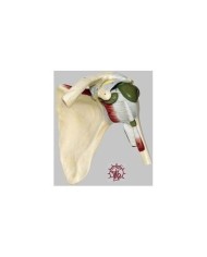 Articolazione della spalla con legamenti e capsula sinoviale -  Modello anatomico SOMSO NS17