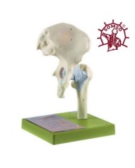 Articolazione dell'anca con legamenti - Modello anatomico SOMSO NS20