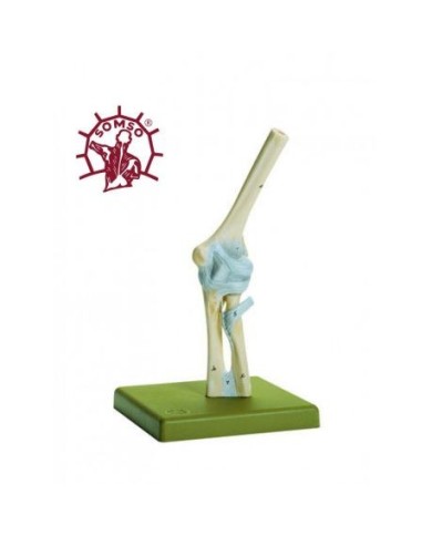 Articolazione del gomito con legamenti - Modello anatomico SOMSO NS18