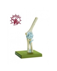 Articolazione del gomito con legamenti - Modello anatomico SOMSO NS18