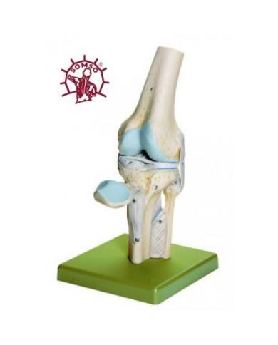Articolazione del ginocchio con legamenti e menisco - Modello anatomico SOMSO NS19