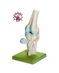 Articolazione del ginocchio con legamenti e menisco - Modello anatomico SOMSO NS19