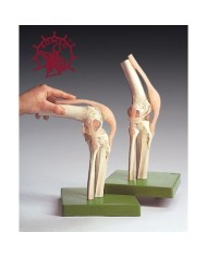 Modello funzionale di Articolazione del ginocchio - Modello anatomico SOMSO NS50