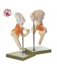 Modello funzionale di Articolazione dell'anca con legamenti - Modello anatomico SOMSO NS51