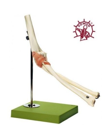 Modello funzionale di Articolazione del gomito con legamenti - Modello anatomico SOMSO NS52