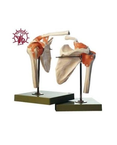 Modello funzionale di Articolazione della spalla con legamenti - Modello anatomico SOMSO NS53