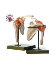 Modello funzionale di Articolazione della spalla con legamenti - Modello anatomico SOMSO NS53