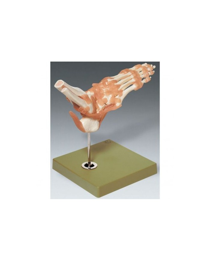 Modello funzionale di articolazione della caviglia con legamenti - Modello anatomico SOMSO NS54