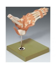 Modello funzionale di articolazione della caviglia con legamenti - Modello anatomico SOMSO NS54