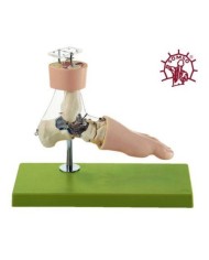 Modello funzionale di articolazione del Tarso - Modello anatomico SOMSO NS54/1