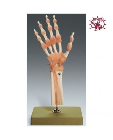 Modello funzionale di articolazione della mano e delle dita con legamenti - Modello anatomico SOMSO NS55 Modello funzionale di articolazione della mano e delle dita con legamenti - Modello anatomico SOMSO NS55