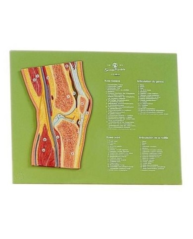 Articolazione del ginocchio in sezione sagittale - Modello anatomico SOMSO NS43 Articolazione del ginocchio in sezione sagittale - Modello anatomico SOMSO NS43