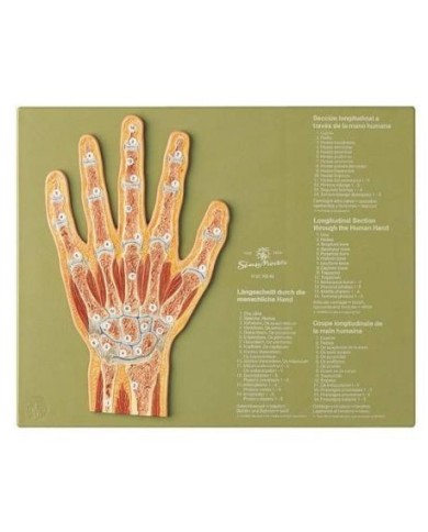 Articolazione della mano in sezione sagittale - Modello anatomico SOMSO NS45 Articolazione della mano in sezione sagittale - Modello anatomico SOMSO NS45
