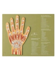 Articolazione della mano in sezione sagittale - Modello anatomico SOMSO NS45