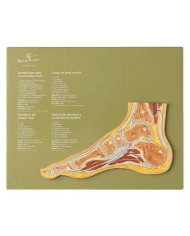 Articolazione del piede in sezione sagittale - Modello anatomico SOMSO NS47 Articolazione del piede in sezione sagittale - Modello anatomico SOMSO NS47
