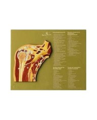 Articolazione della spalla in sezione sagittale - Modello anatomico SOMSO NS48
