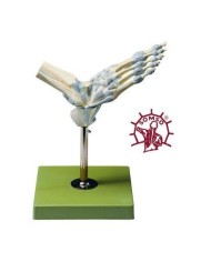 Modello di articolazione della caviglia con legamenti - Modello anatomico SOMSO NS21
