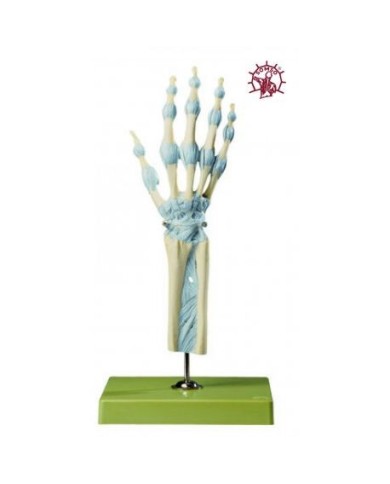 Modello di articolazione della mano e delle dita con legamenti - Modello anatomico SOMSO NS21/1 Modello di articolazione della mano e delle dita con legamenti - Modello anatomico SOMSO NS21/1