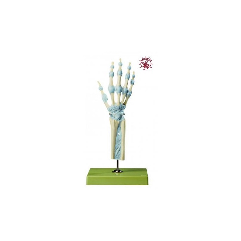 Modello di articolazione della mano e delle dita con legamenti - Modello anatomico SOMSO NS21/1