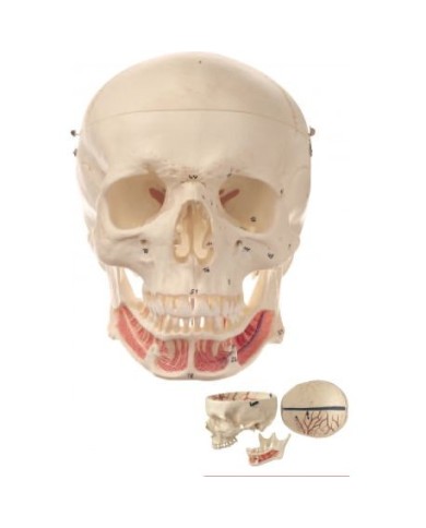 Cranio umano, modello classico scomponibile in 3 parti, con numerazione - Modello anatomico SOMSO QS2/1