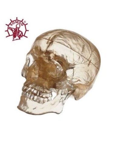 Cranio umano, modello classico scomponibile in 3 parti, trasparente - Modello anatomico SOMSO QS7/T