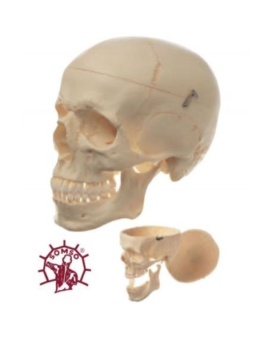 Cranio umano, modello classico scomponibile in 3 parti, Modello anatomico SOMSO QS7