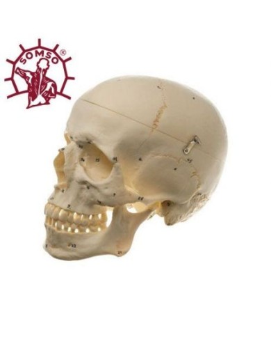Cranio umano, modello classico scomponibile in 3 parti, con numerazione, Modello anatomico SOMSO QS7/1