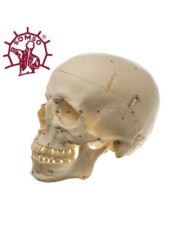 Cranio umano, modello classico scomponibile in 3 parti, con numerazione, Modello anatomico SOMSO QS7/1