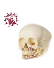 Cranio di un bambino, scomponibile in 2 parti, Modello anatomico SOMSO QS3/2