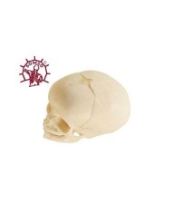 Cranio didattico di feto, Modello anatomico SOMSO QS3/3