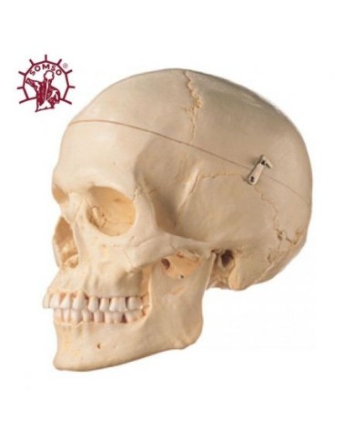 Cranio umano di donna europea, modello classico scomponibile in 3 parti, Modello anatomico SOMSO QS7/6