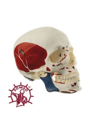 Cranio umano, modello classico scomponibile in 3 parti, con inserzioni muscolari, Modello anatomico SOMSO QS7/5