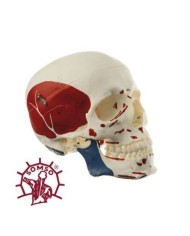 Cranio umano, modello classico scomponibile in 3 parti, con inserzioni muscolari, Modello anatomico SOMSO QS7/5