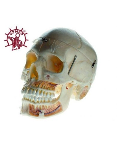 Cranio didattico scomponibile in 10 parti per dimostrazioni, Modello anatomico SOMSO QS8/11