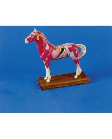 Agopuntura del Cavallo, modello per addestramento Erler Zimmer 2058 Agopuntura del Cavallo, modello per addestramento Erler Zimmer 2058